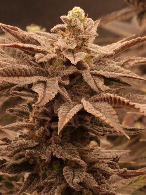 Candy Hustle by HSC. Week 13