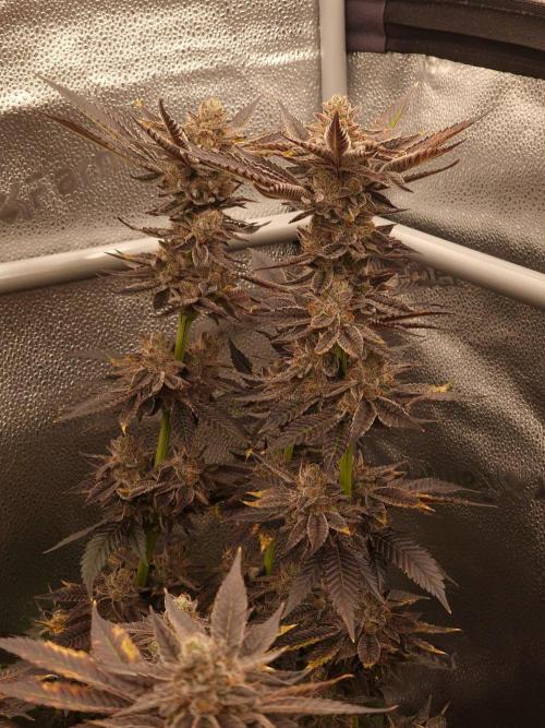 Candy Hustle by HSC. Week 13