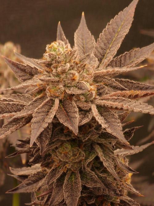Candy Hustle by HSC. Week 13