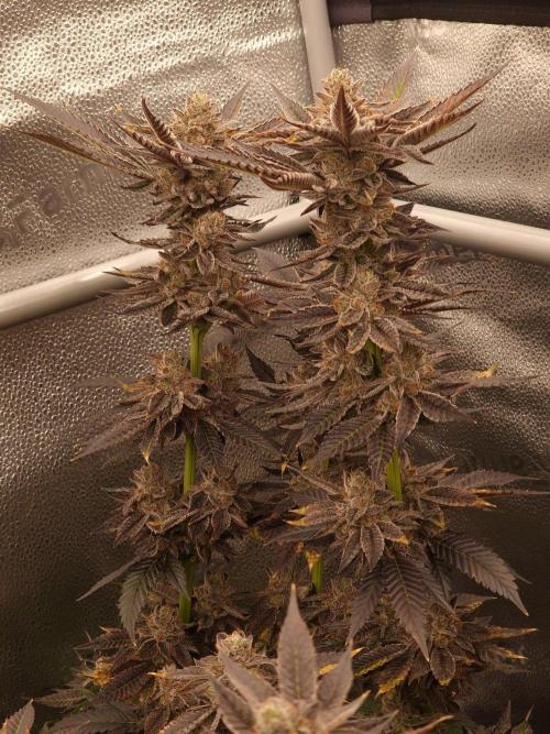 Candy Hustle by HSC. Week 13