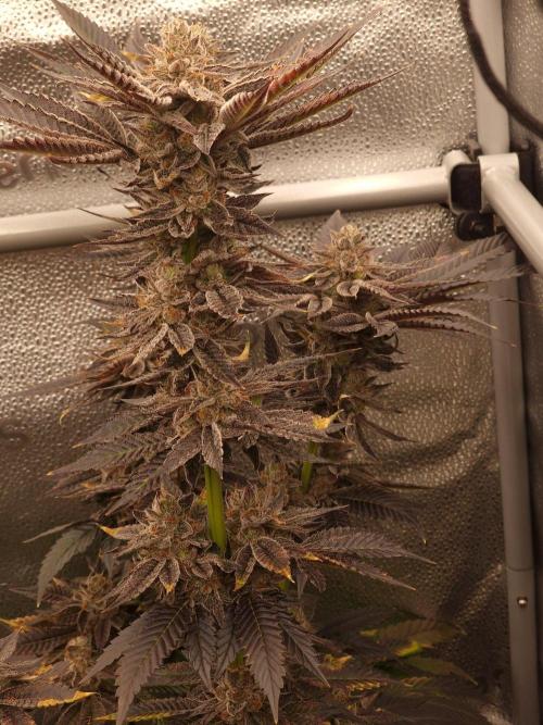 Candy Hustle by HSC. Week 13