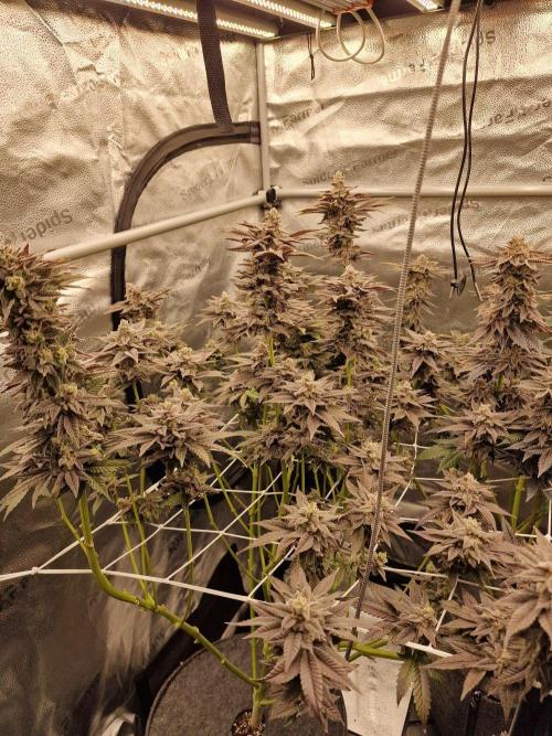 Candy Hustle by HSC. Week 13