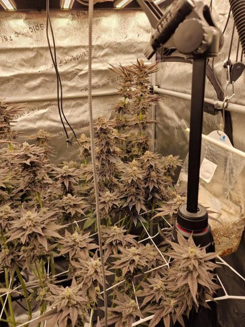 Candy Hustle by HSC. Week 13