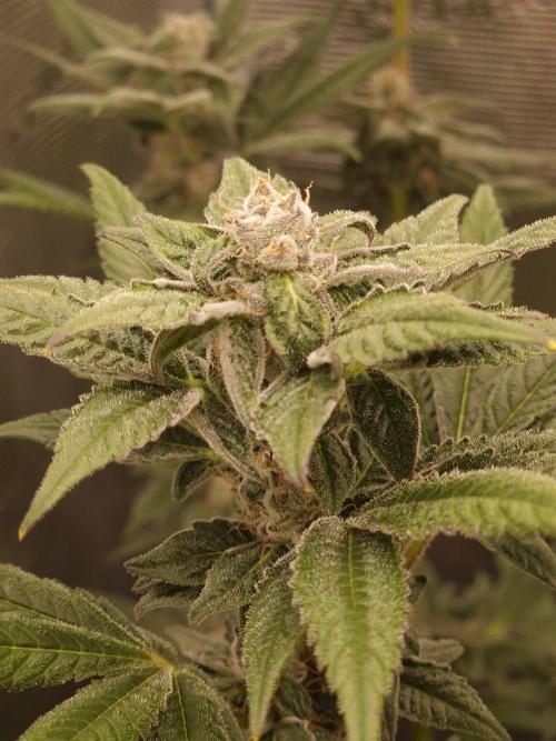 Nutter Budder (free gift) by HSC. Week 12