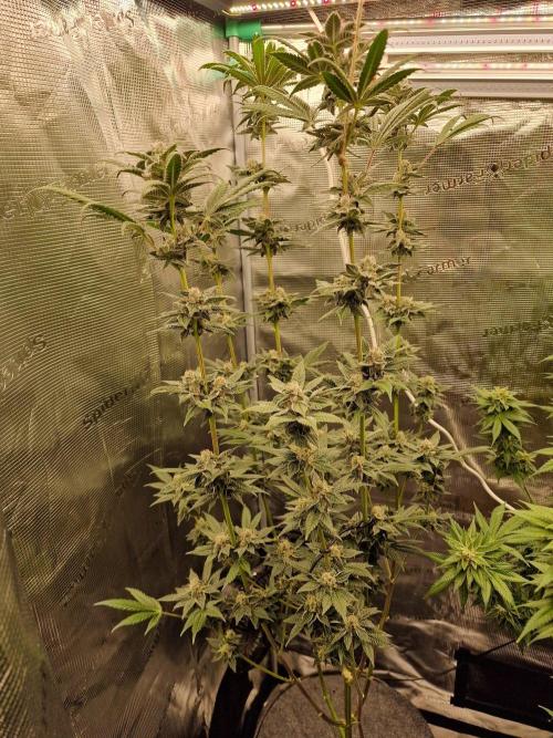 Nutter Budder (free gift) by HSC. Week 12