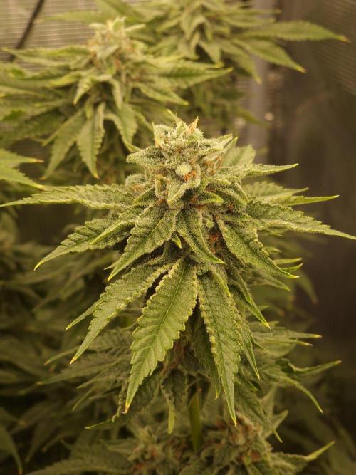 Chicken n’ Wafflez by Humboldt (HSC) #2. Week 12