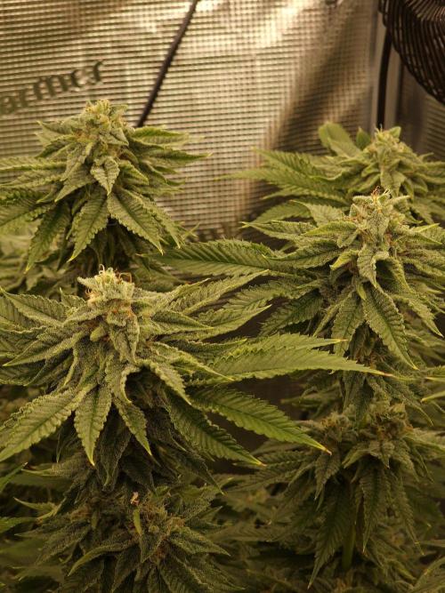 Chicken n’ Wafflez by Humboldt (HSC) #2. Week 12