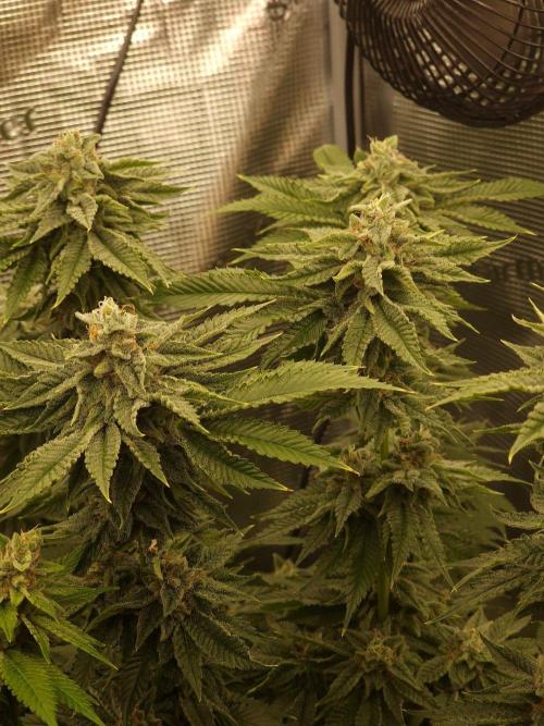 Chicken n’ Wafflez by Humboldt (HSC) #2. Week 12