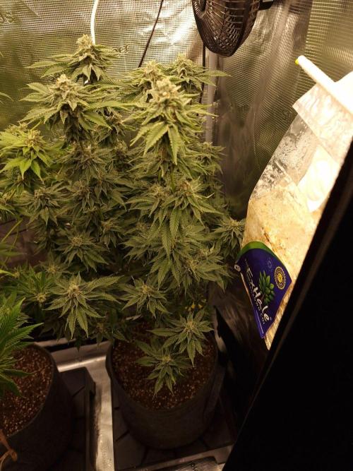 Chicken n’ Wafflez by Humboldt (HSC) #2. Week 12