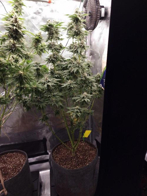 Chicken n’ Wafflez by Humboldt (HSC) #2. Week 12