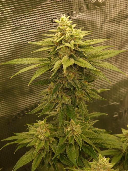 Mango sherbert by HSC. Week 12