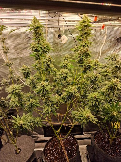 Mango sherbert by HSC. Week 12