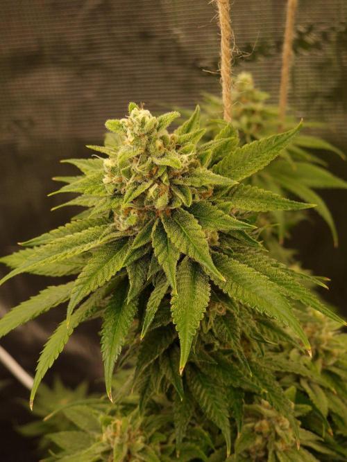 Mango sherbert by HSC. Week 12
