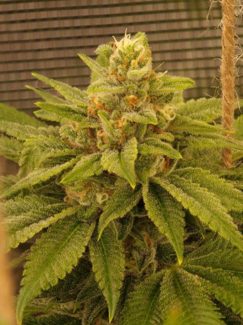 Mango sherbert by HSC. Week 12