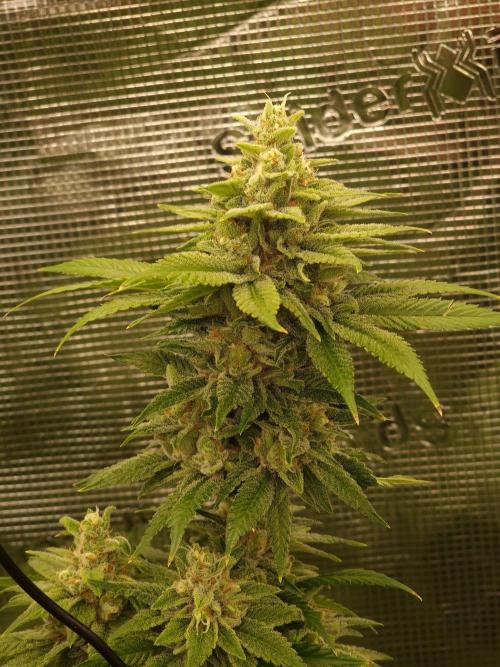 Mango sherbert by HSC. Week 12