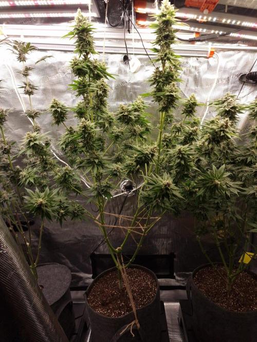 Mango sherbert by HSC. Week 12