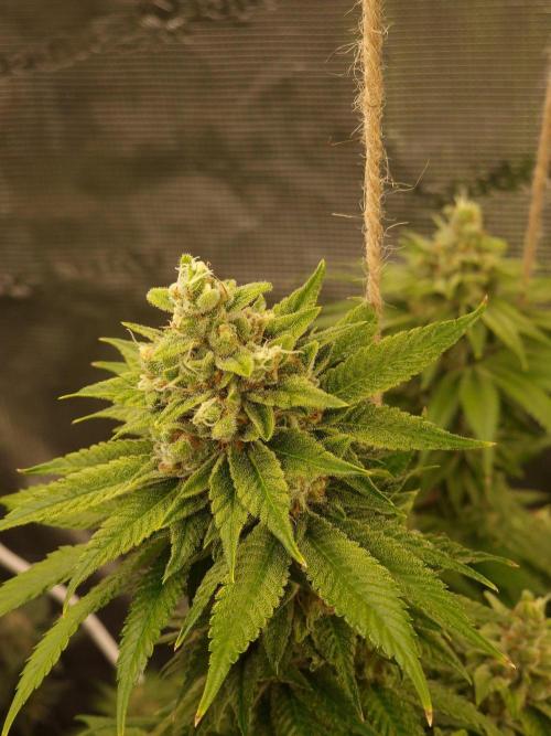 Mango sherbert by HSC. Week 12