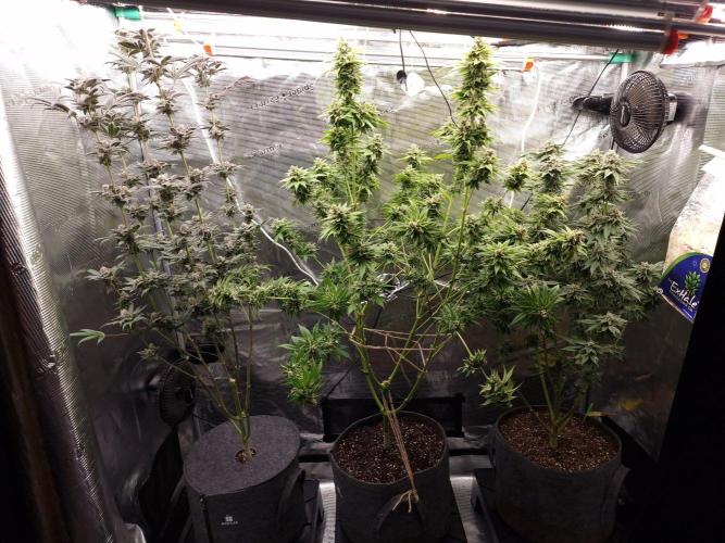 Nutter Budder. Week 13