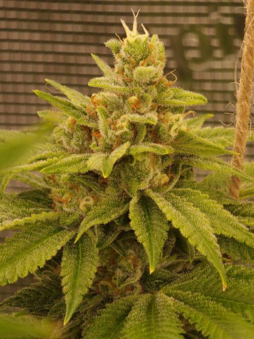 Mango sherbert by HSC. Week 13