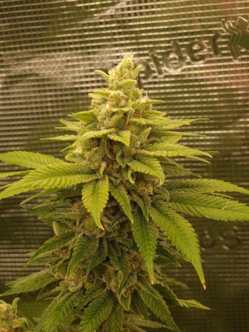 Mango sherbert by HSC. Week 13