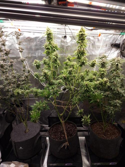 Mango sherbert by HSC. Week 13