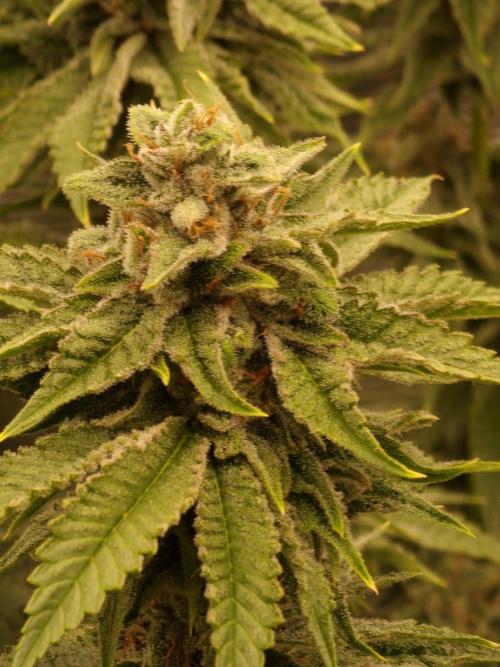 Chicken nโ Wafflez by Humboldt (HSC) #2. Week 13