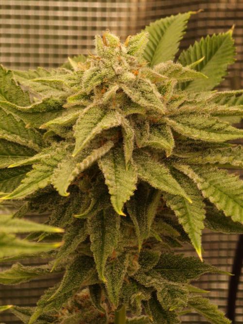 Chicken nโ Wafflez by Humboldt (HSC) #2. Week 13