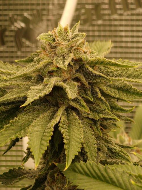 Chicken nโ Wafflez by Humboldt (HSC) #2. Week 13