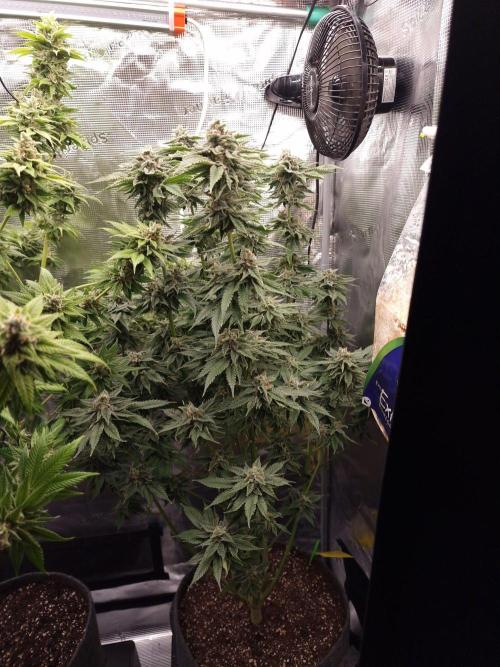 Chicken nโ Wafflez by Humboldt (HSC) #2. Week 13