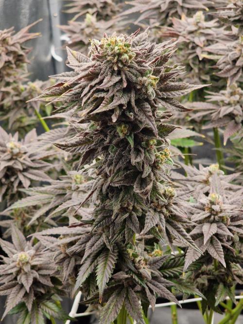 Dry Rocket Test with Candy Hustle by HSC. Week 14