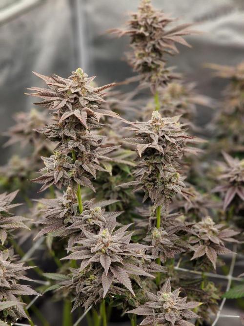 Dry Rocket Test with Candy Hustle by HSC. Week 14