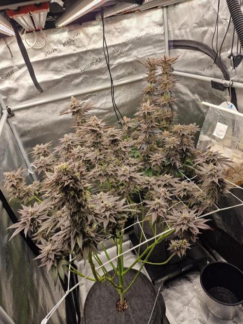 Dry Rocket Test with Candy Hustle by HSC. Week 14