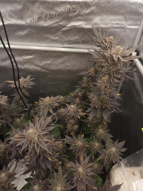 Dry Rocket Test with Candy Hustle by HSC. Week 14