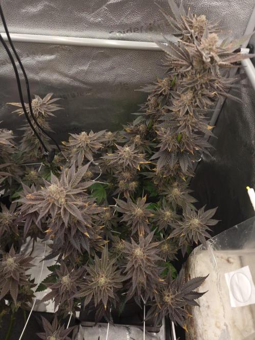 Dry Rocket Test with Candy Hustle by HSC. Week 14