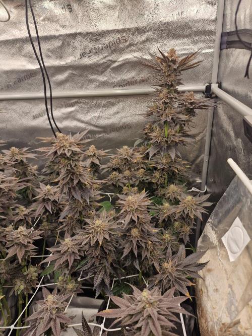 Dry Rocket Test with Candy Hustle by HSC. Week 14