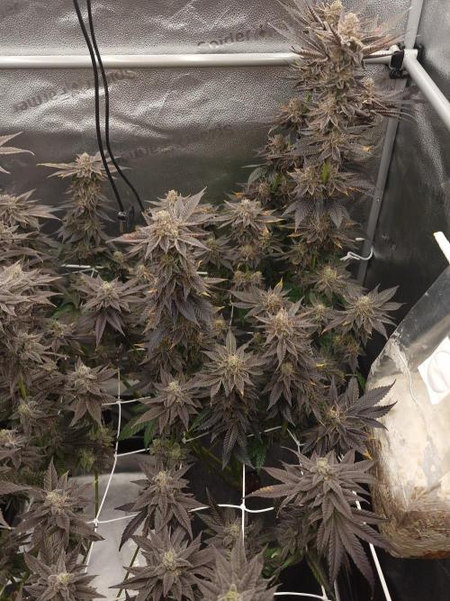 Dry Rocket Test with Candy Hustle by HSC. Week 14