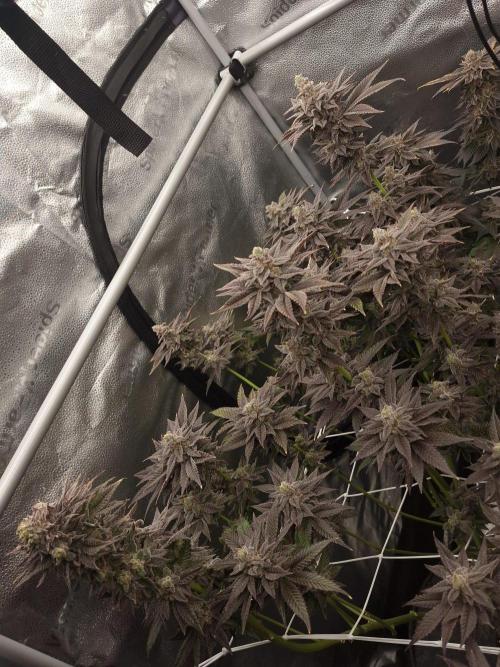 Dry Rocket Test with Candy Hustle by HSC. Week 14