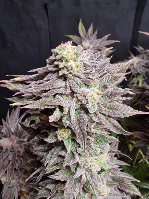 Dry Rocket Test with Candy Hustle by HSC. Week 14