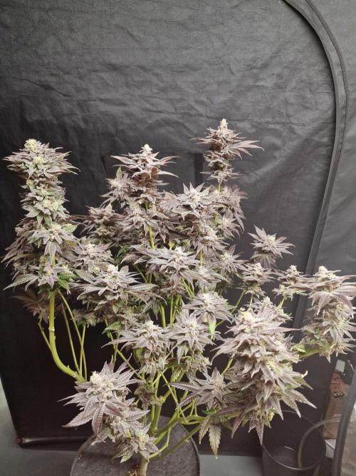 Dry Rocket Test with Candy Hustle by HSC. Week 14