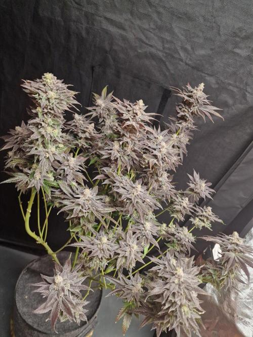 Dry Rocket Test with Candy Hustle by HSC. Week 14