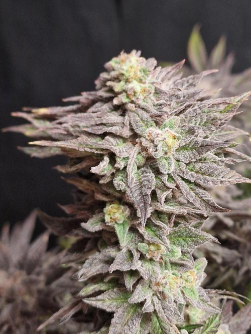 Dry Rocket Test with Candy Hustle by HSC. Week 14
