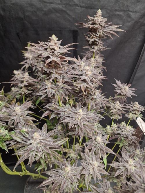 Dry Rocket Test with Candy Hustle by HSC. Week 14