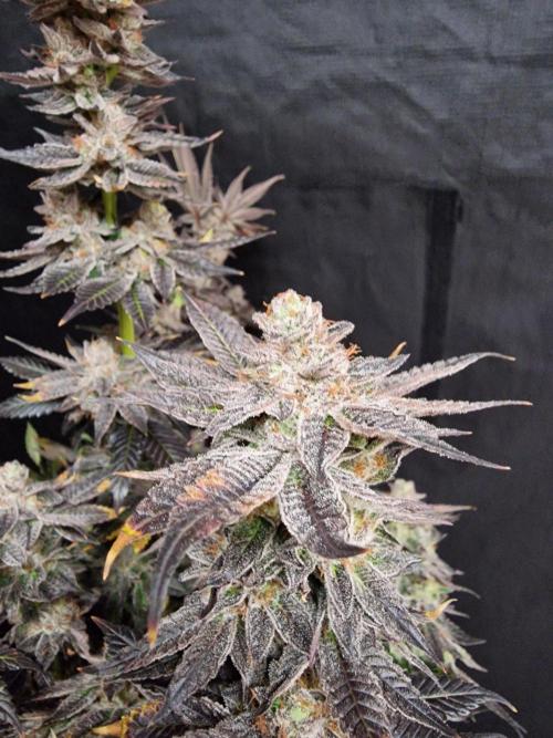 Dry Rocket Test with Candy Hustle by HSC. Week 14