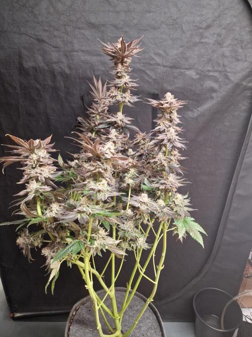 Dry Rocket Test with Candy Hustle by HSC. Week 14