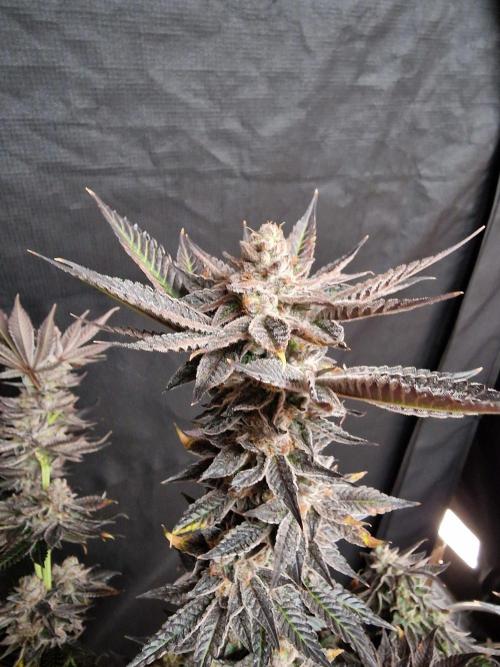 Dry Rocket Test with Candy Hustle by HSC. Week 14