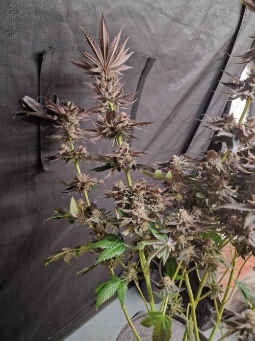 Dry Rocket Test with Candy Hustle by HSC. Week 14