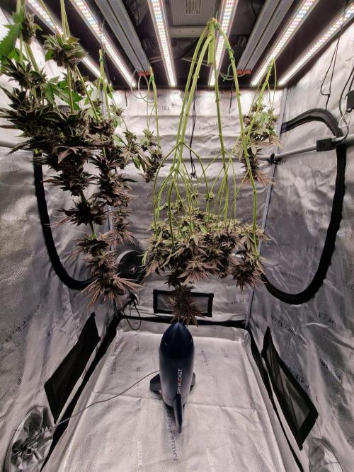 Dry Rocket Test with Candy Hustle by HSC. Week 14