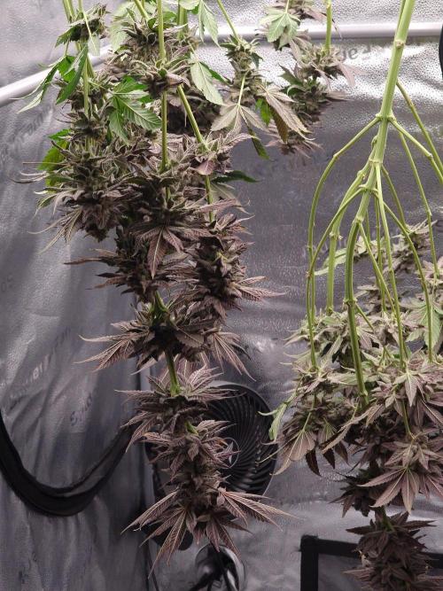 Dry Rocket Test with Candy Hustle by HSC. Week 14