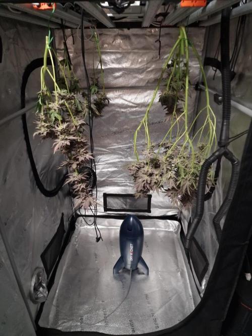 Dry Rocket Test with Candy Hustle by HSC. Week 14