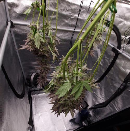 Dry Rocket Test with Candy Hustle by HSC. Week 14